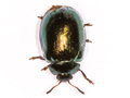 Plagiodera versicolora